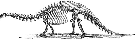 Maybe you would like to learn more about one of these? Free Dinosaur Skeleton Cliparts, Download Free Dinosaur ...