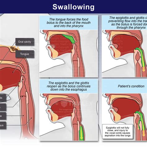 Anatomy Of Swallowing Mechanism