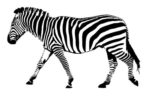 Zebra Black White Stripes Free Stock Photo Public Domain Pictures