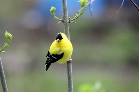 Wild Canarygoldfinch Peter F Thompson Flickr