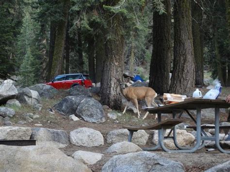 Camping in sequoia & kings canyon national parks is a natural way to connect with this sierra paradise. Sequoia National Park RV Camping at Its Best: 5 Spots You ...