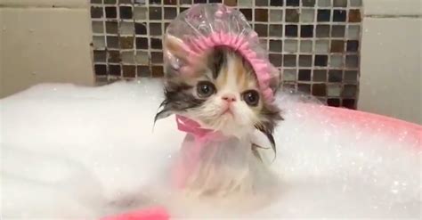 You Will Never See Anything As Cute As This Cat Wearing A Shower Cap