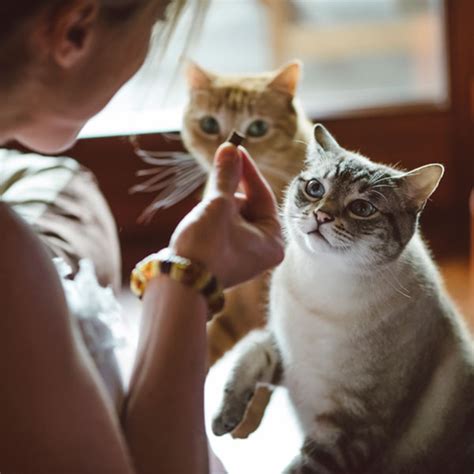 All cats love treats, so this is a great cbd product to try if you're having treating your cat for their mental, behavioral, or physical conditions should not have to be a give and take. CBD & Hemp for Cats | Canna-Pet®