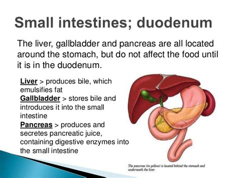 The liver is a vital organ, without which it is not possible to survive. Digestion structure and_functions