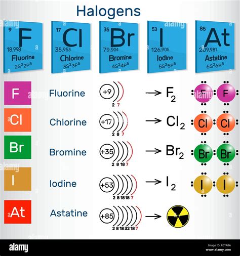 Halogens Chemical Elements Of Periodic Table Vector Illustration