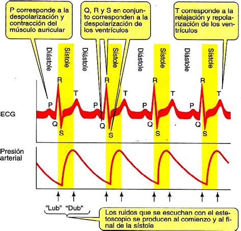 Actividad Eléctrica Y Electrocardiograma Blog De Biología