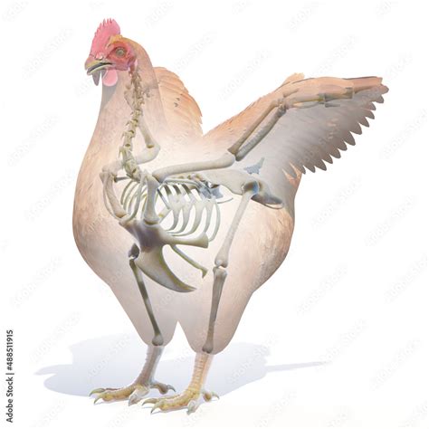3d Rendered Illustration Of A Chickens Anatomy The Skeleton Stock