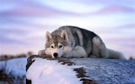 Download Dog Winter Snow Animal Husky Hd Wallpaper