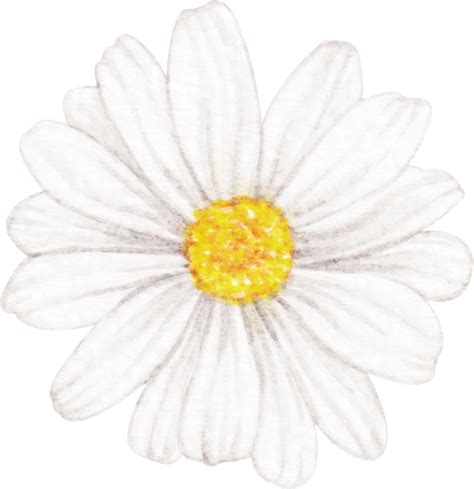 Watercolor Daisy Flower 23322222 PNG