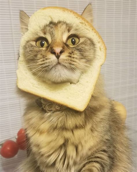 107 Inbread Animals That Are Hilariously Not Gluten Free Page 3 Of 4