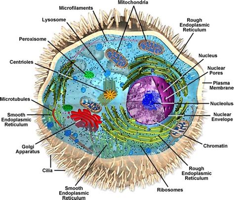 What is ribosomes in animal cell. Below is a great picture of a cell that gives you a ...