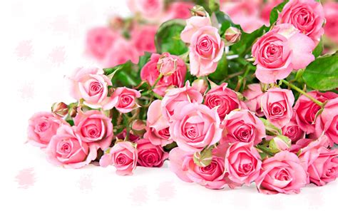 Pink Rose Flower Bouquet Romantic Color 2560x1600