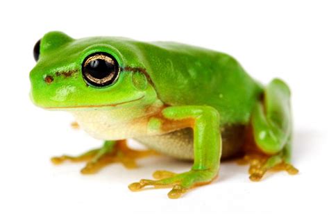 What Are The Major Groups Of Amphibian With Pictures