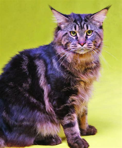 The Maine Coon The Gentle Giant Of The Cat World — Animal Scene Magazine