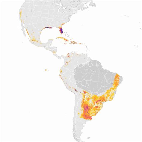 Common Gallinule Abundance Animation Ebird Status And Trends