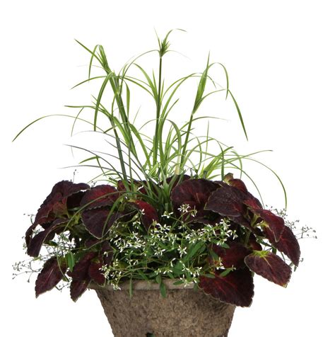 It can be propagated by herbaceous stem cuttings (it is illegal to propagate to sell them unless you have a license) but cannot be grown from seed. Diamond Frost® - Euphorbia hybrid | Proven Winners
