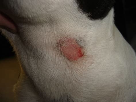 Dog Skin Ringworm Pictures Petswall
