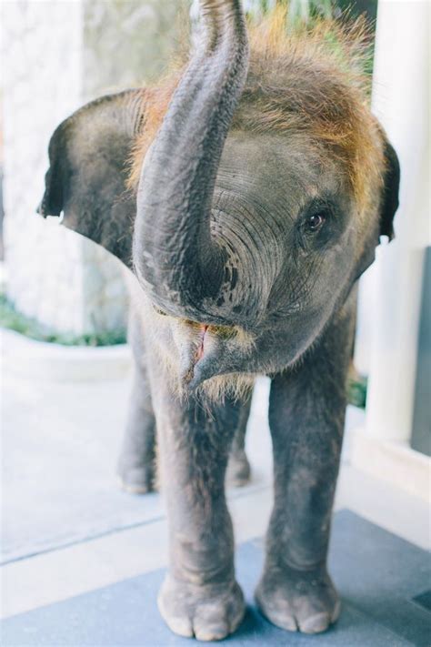 Thailand Elephant Love Elephant Baby Elephant
