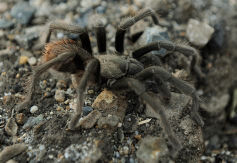 Its Tarantula Mating Season In California And Hikers Are Being Warned