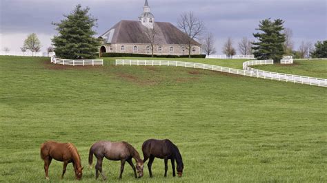Donamire Horse Farm In Lexington Kentucky Hd Desktop