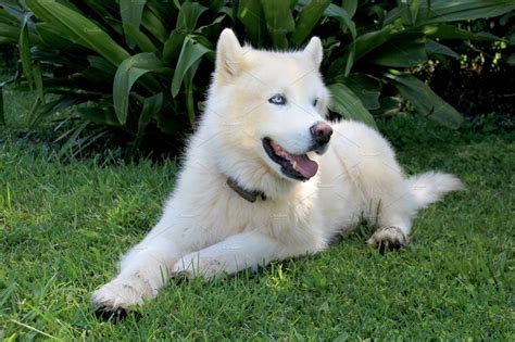 Pure White Siberian Husky Dog With High Quality Animal Stock Photos