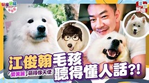 《貼星萌寵》江俊翰療癒系愛犬 聽話不調皮 - 自由電子報影音頻道