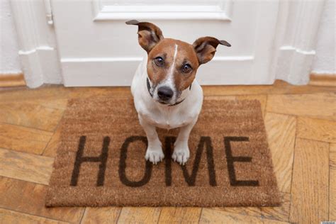 36 Ideas Para Entretener A Tu Perro En Casa Ágora Canina