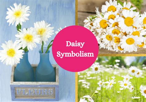 Daisy Symbolism And Meaning Symbol Sage