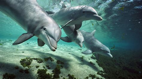 Everything You Always Wanted To Know About Dolphin Sex—but Were Afraid