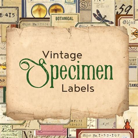 Digital Vintage Style Specimen Labels Etsy