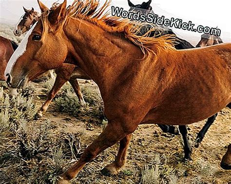 Mustangs Feiten Over Americas Wild Horses 2024 Dieren