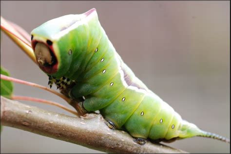 Green Caterpillar Identification Guide 18 Common Types Owlcation
