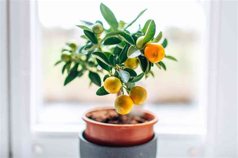 How To Grow And Care For Citrus Trees Indoors