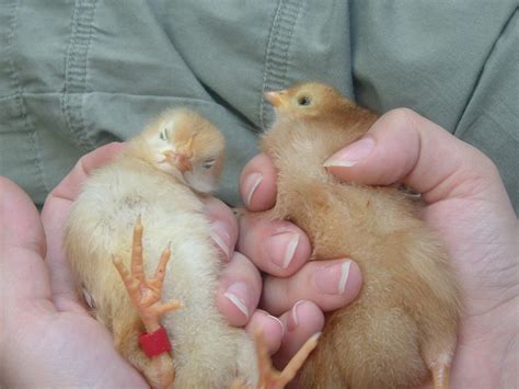 Baby Chickens Free Stock Photo Public Domain Pictures