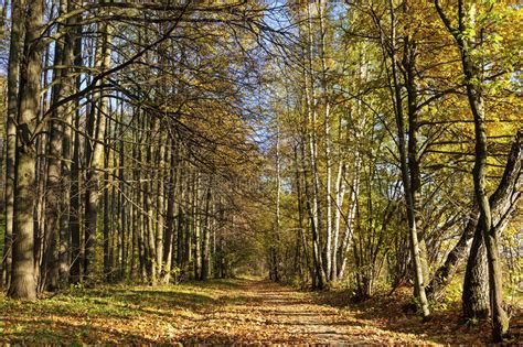 Autumn Forest Pathway Stock Image Image Of Maple Birch 60597367