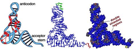 biofundamentals uc boulder nucleic acid structure