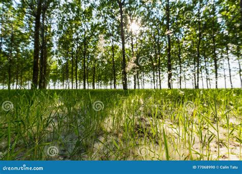 Poplar Trees And White Pollen In A Forest In Spring Stock Photo Image