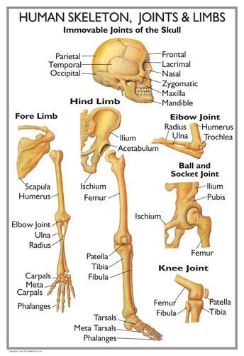 Active flexibility is how much you can stretch unaided, by stretching the joint and freezing in the the thoracic spine was not included in the diagram of joints above, as it is not a joint and indeed included in most flexibility trainings. +2 Human Skeleton Joints and Limbs | Human skeleton, Human ...