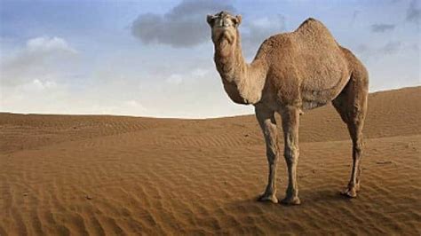 Camel Lives Six Months Without Water Newsgossip24