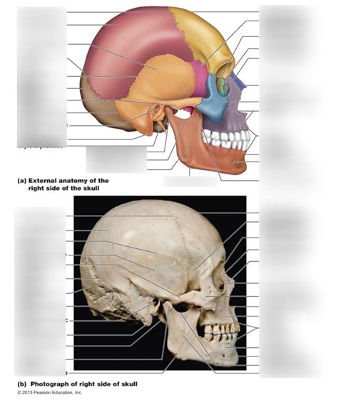 Unit 6 External Anatomy Of The Right Side Of The Skull Diagram Quizlet