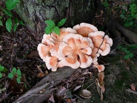 North Carolina Hen Of The Woods Mushroom Edible Mushroom Fungi Lichen