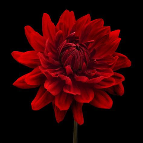 Free Download Red Dahlia Flower Black Background By Natalie Kinnear X For Your Desktop