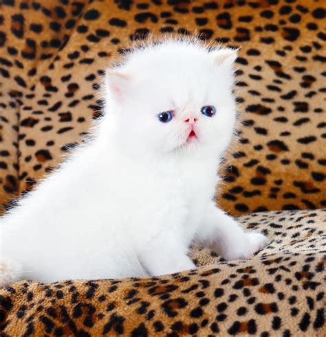 Persian Cat Types