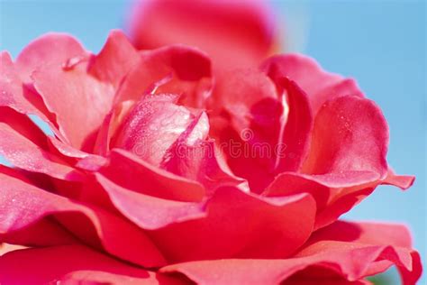 Pink Rose Flower Of The Woody Perennial Flowering Plant Genus Rosa