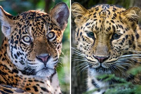 Jaguar Vs Cheetah Vs Leopard