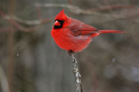 West Virginia State Bird Northern Cardinal Colorful Birds Cardinal