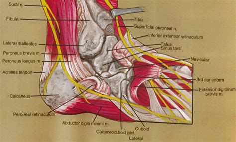 Sural Nerve Fibula Tibia Superficial Fibular Perone Open I