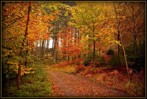 Fondos De Pantalla Madera Otoño árbol Art Bosque Camino