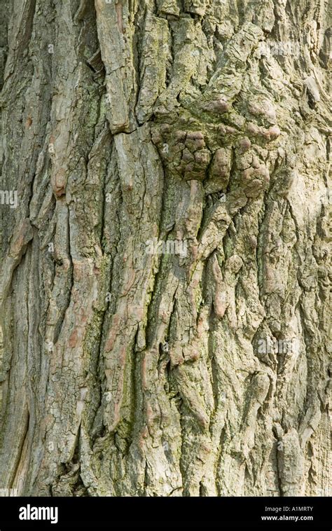 Black Poplar Bark Populus Nigra Betulifolia Stock Photo Alamy