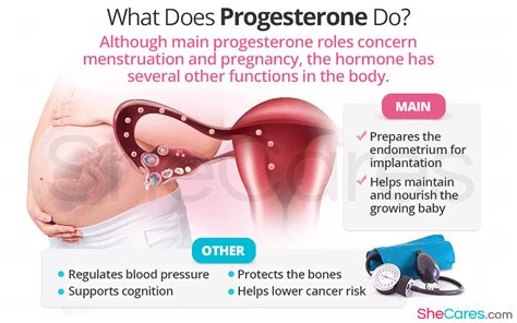 What Does Progesterone Do Shecares